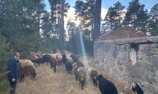 Kars’ta maskeli hırsızlar tarafından çalınan hayvanlar bulundu