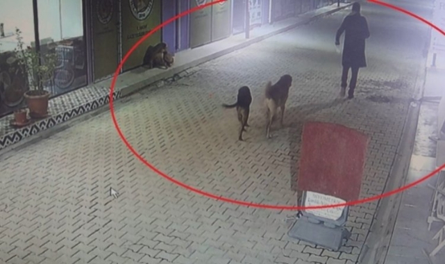 Kedileri köpeklere parçalatan şahıs serbest bırakıldı