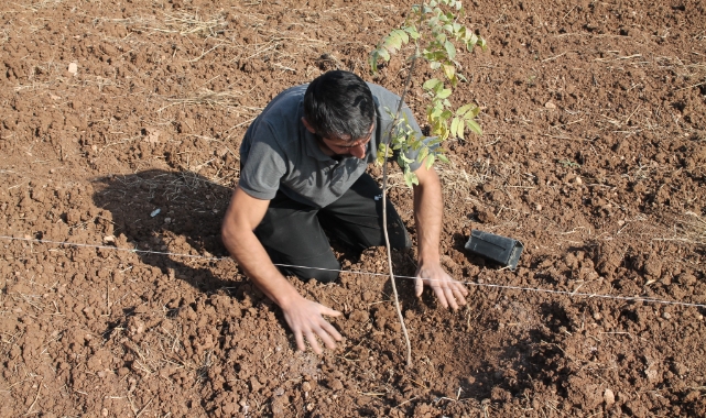 Mardin'de fıstık ağaçları toprakla buluşturuldu