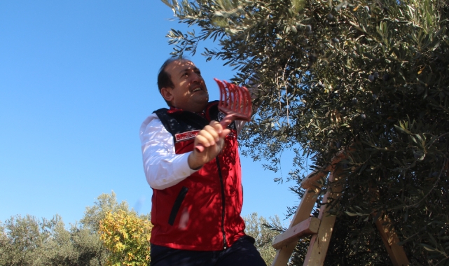Mersin'de bin 300 yıllık zeytin ağacından hasat yapıldı