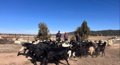 Mersin'de kayıp hayvanları jandarma buldu