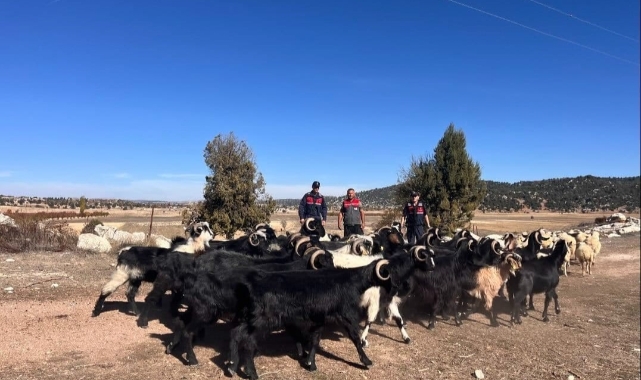 Mersin'de kayıp hayvanları jandarma buldu