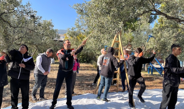 Öğrenciler okul bahçesinde zeytin hasadı yaptı