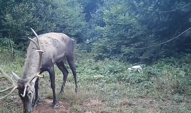 Samanlı Dağları'na salınan kızıl geyikler fotokapanlara yansıdı