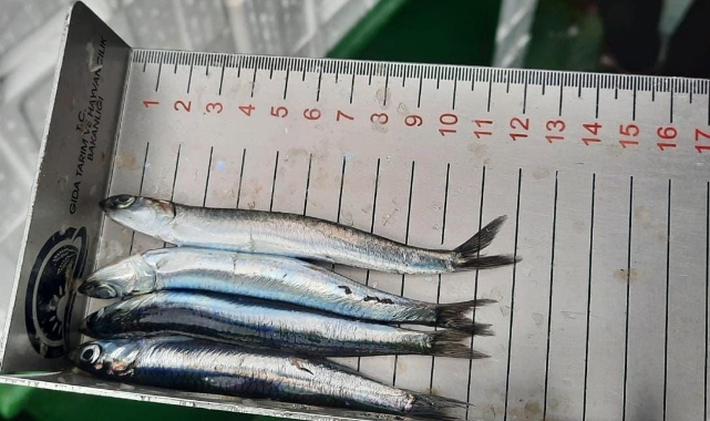 Sinop'ta balık boyu denetimleri sürüyor