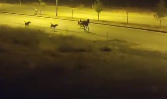 Sokak köpekleri sahipsiz ata saldırdı   