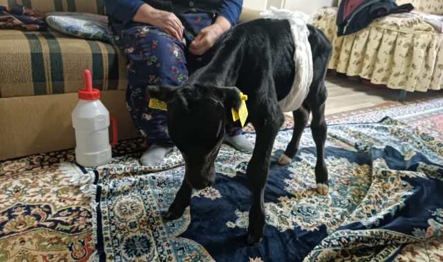 Veterinerin "ölür" dediği buzağıya gözü gibi bakıyor