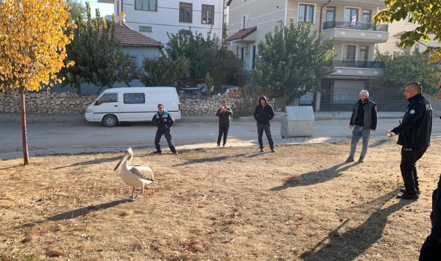 Yaralı halde bulunan pelikan koruma altına alındı