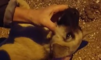 Yavru köpeğe hayat kurtaran heimlich müdahalesi