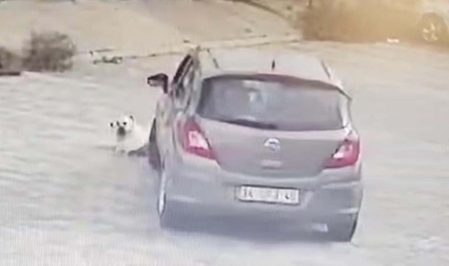 Yolda yatan köpeği ezen sürücü yakalandı