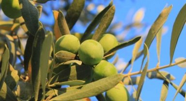 Zeytin üreticilerinden "Dünya Zeytin Ağacı Günü" kutlama mesajları