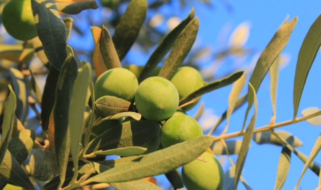 Zeytin üreticilerinden "Dünya Zeytin Ağacı Günü" kutlama mesajları