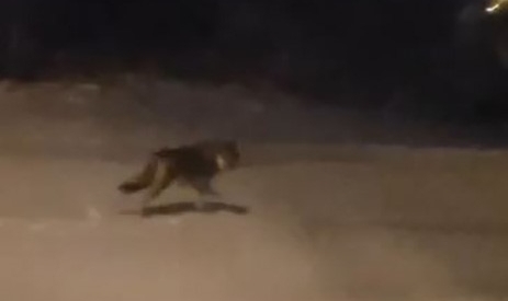 Aç kalan kurtlar şehre indi