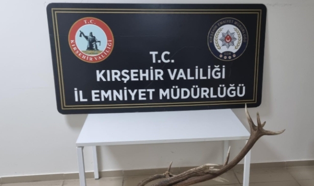 Avlanması yasak kızıl geyik boynuzunu satarken yakalandı