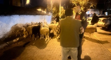 Aydın'da jandarma kayıp koyunları jandarma dere yatağında buldu