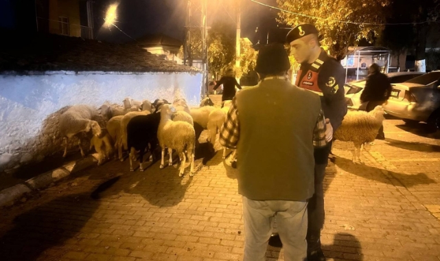 Aydın'da jandarma kayıp koyunları jandarma dere yatağında buldu