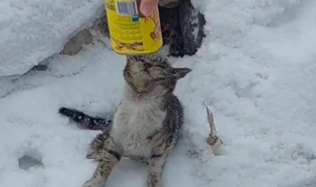 Başı konserve kutusuna sıkışan kediyi 2 kardeş kurtardı