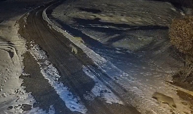 Bayburt'ta kurt sürüsü köye indi!