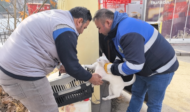 Bursa'da bacağı kırılan kedi acile gitti