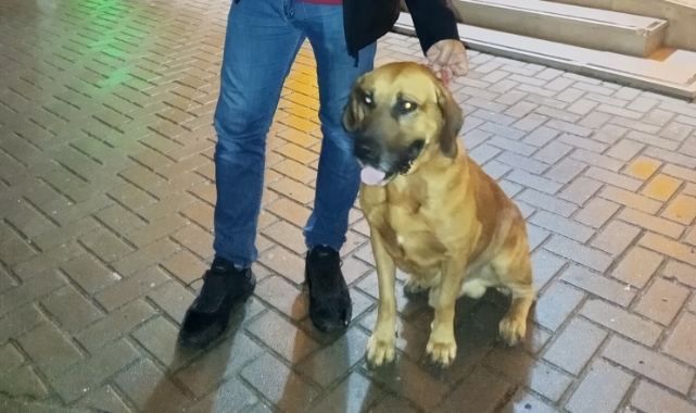 Bursa'da Tarçın'ın isimli köpeğin cami nöbeti