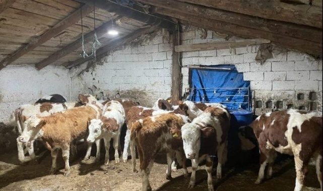 Büyükbaş dolandırıcılarına gözaltı