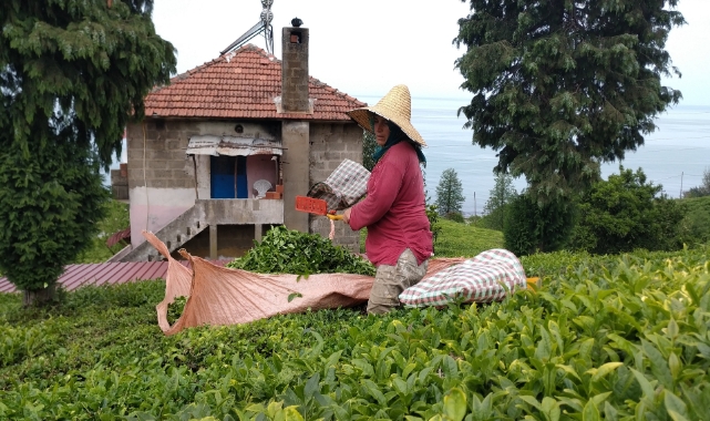 Çay rekoltesi 1 milyon 438 bin tonun üzerine çıktı