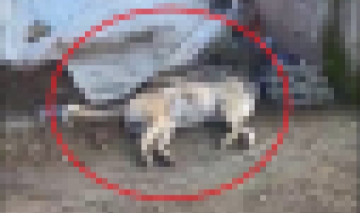 Diyarbakır'da, kopan elektrik direğine temas eden köpek öldü