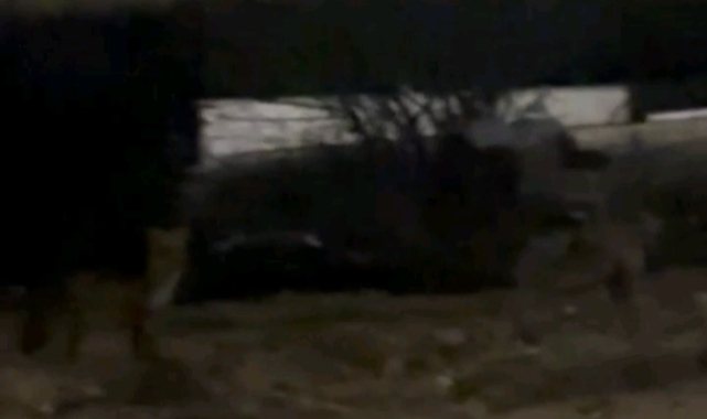 Edirne’de aç kalan tilkiler şehir merkezine indi