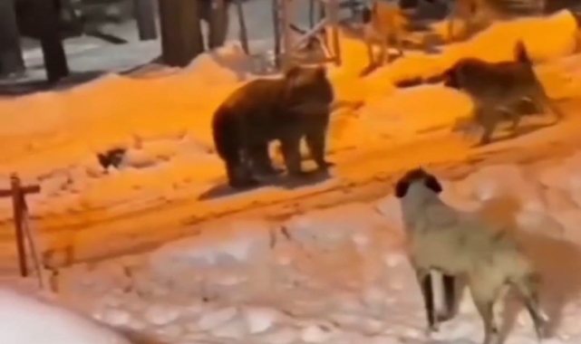 Erzurum'da köye ayı indi