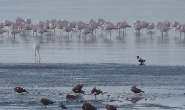 Flamingolar Van'ı çok sevdi