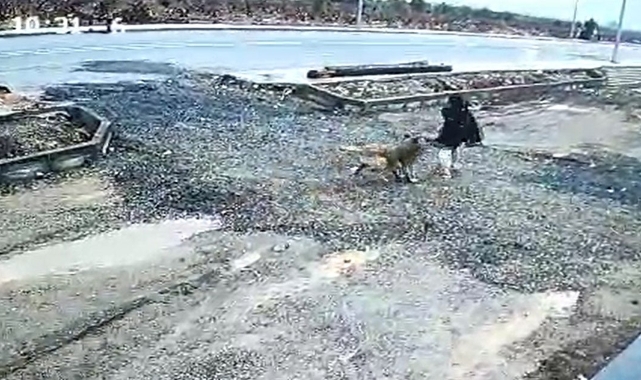 Gaziantep'te başıboş köpek kız çocuğuna saldırdı