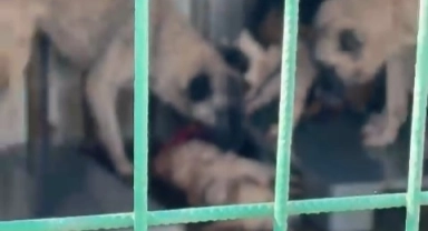 Gemlik'te barınakta aç bırakılan köpeklerin birbirini yediği olayla ilgili Başkan Deviren'den açıklama