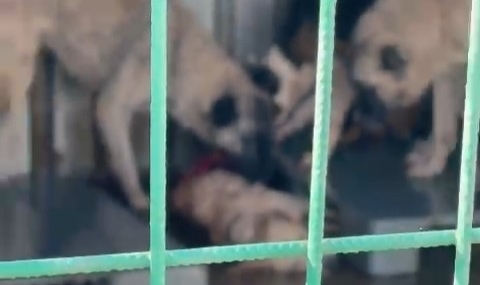 Gemlik'te barınakta aç bırakılan köpeklerin birbirini yediği olayla ilgili Başkan Deviren'den açıklama