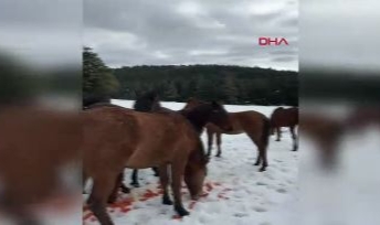 Kar nedeniyle yiyecek bulamayan atları besledi