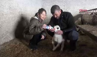 Kayseri'de felçli kuzuyu biberonla besliyorlar