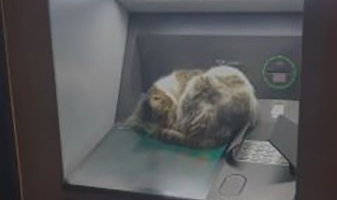 Kedi ATM'de uyudu, vatandaşlar başka ATM'ye yöneldi
