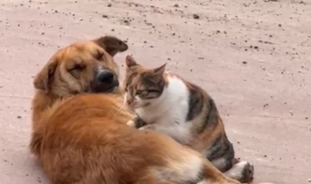 Kedi ile köpeğin sevimli dostluğu yürekleri ısıttı
