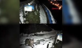 Kış uykusuna yatamayan ayılar bal kovanlarına yöneldi