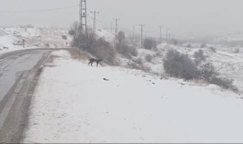 Malatya'da nesli tükenmekte olan vaşak görüldü
