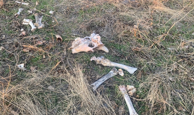 Mamak Belediyesi'nin barınağında köpeklere işkence edildiği iddiası!