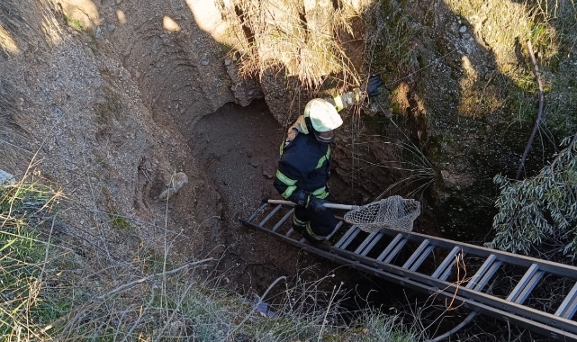 Nesli tükenmekte olan oklu kirpiler kurtarıldı