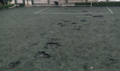 Patates tarlası değil, futbol sahası