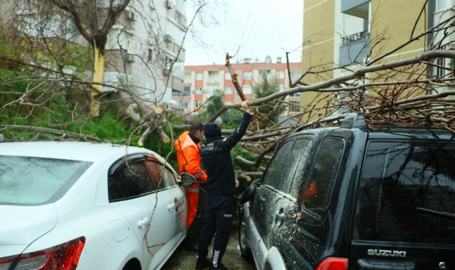Rüzgardan devrilen ağaç 3 aracın üstüne düştü!