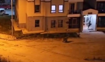 Şehre inen ayı bir vatandaşı kovaladı