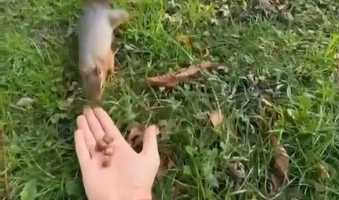 Sincabı kendi elleriyle böyle besledi