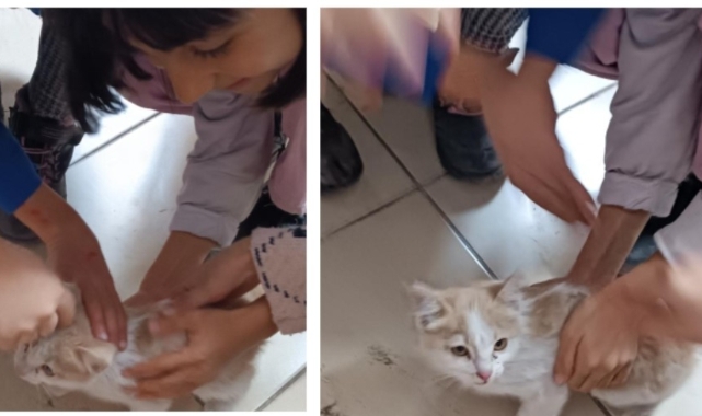 Soğukta okula sığınan kediye öğrenciler sahip çıktı