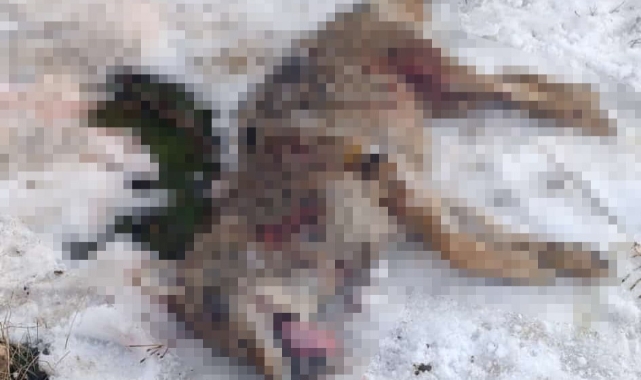 Sürüye saldıran kurdu çoban köpekleri telef etti
