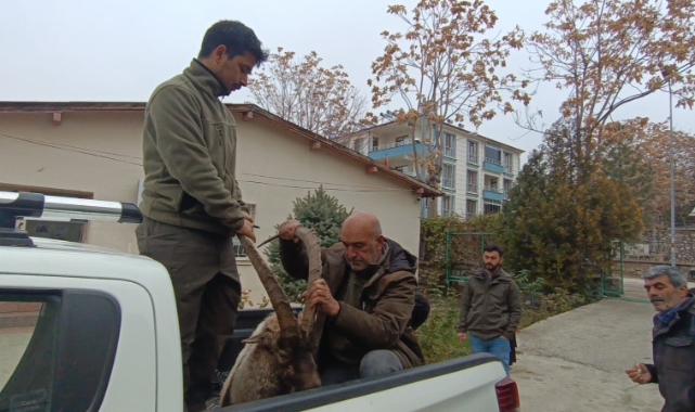 Yaralı bulunan keçinin imdadına DKMP ekipleri yetişti