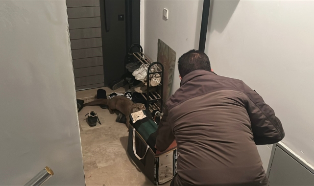 Yolunu kaybeden su samuru apartmana girdi