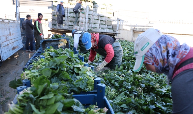 Adana'da ıspanak hasadına başlandı